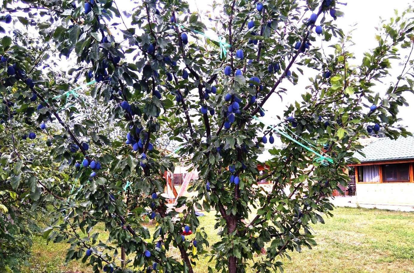 La Livada Βίλα Valea Danului Εξωτερικό φωτογραφία