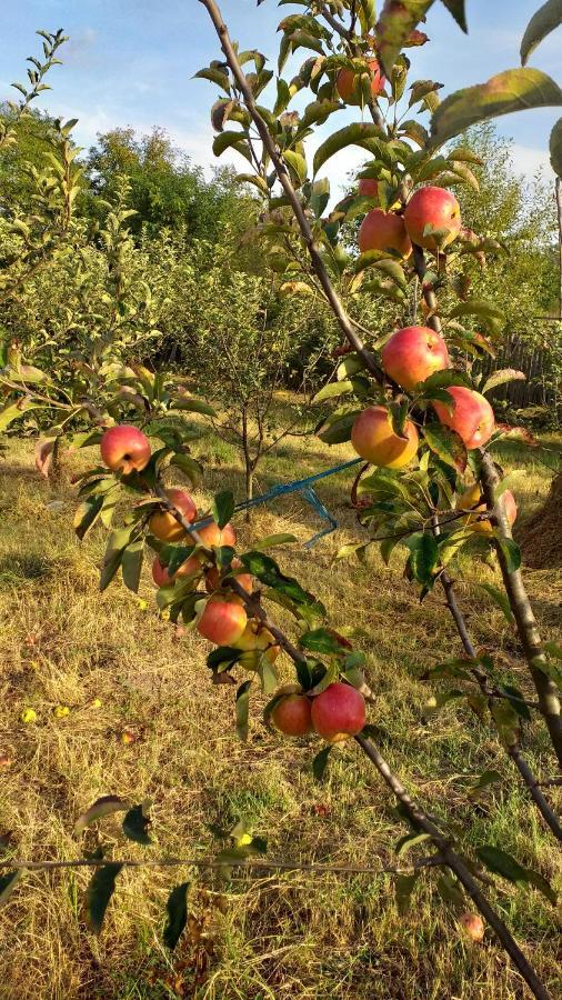 La Livada Βίλα Valea Danului Εξωτερικό φωτογραφία